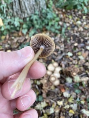 Psathyrella