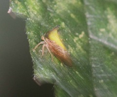 Membracidae