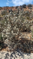 Cordia decandra