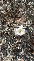 Cordia decandra