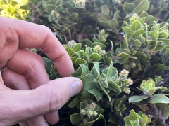 Arctostaphylos imbricata