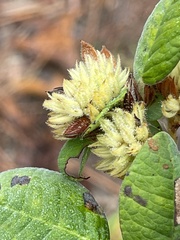 Lespedeza hirta