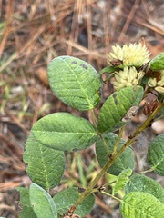 Lespedeza hirta
