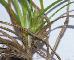 Carex resectans