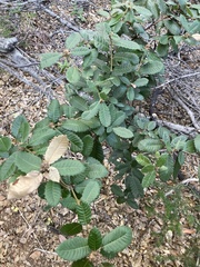 Notholithocarpus densiflorus densiflorus