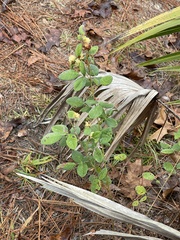 Lespedeza hirta