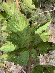 Rubus hawaiensis