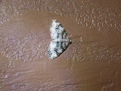 Xanthorhoe lacustrata