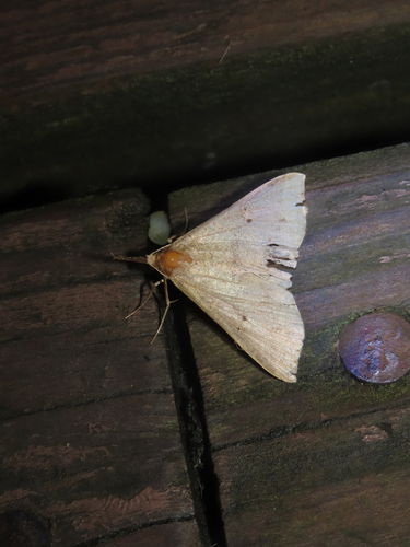 Dotted Renia Moth photo 5