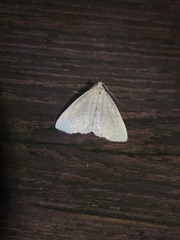 Zanclognatha pedipilalis