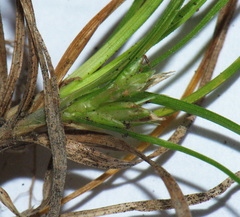 Carex resectans