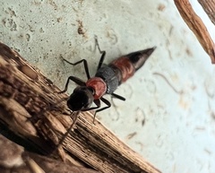 Paederus cruenticollis