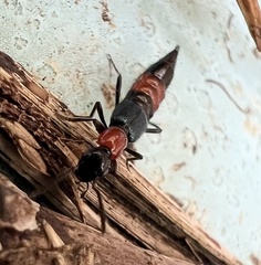 Paederus cruenticollis