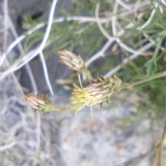 Pleurocoronis pluriseta