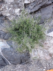 Pleurocoronis pluriseta