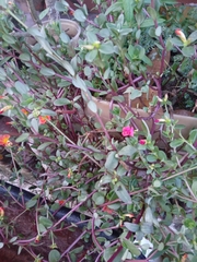 Portulaca