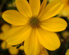 Bidens mitis