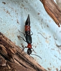 Paederus cruenticollis