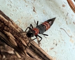 Paederus cruenticollis