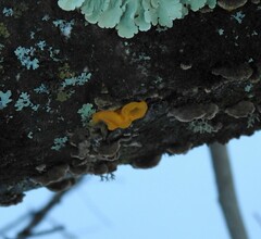 Dacrymyces chrysospermus