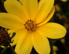 Bidens mitis