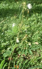 Acaciella angustissima