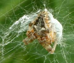 Metepeira labyrinthea