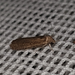 Athetis tenuis