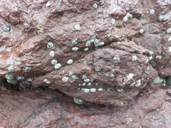 Echinolittorina aspera