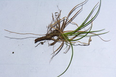 Carex resectans