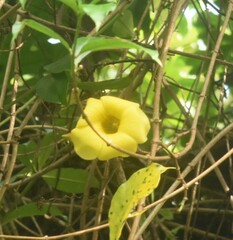 Allamanda cathartica