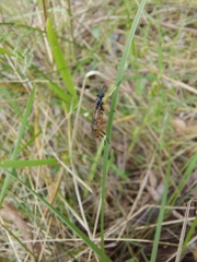 Therevidae