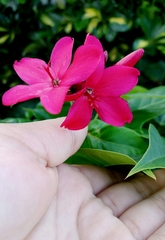 Arthrostemma ciliatum