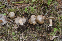 Entoloma sepium