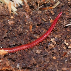 Strigamia bothriopus