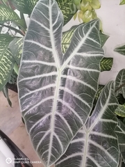 Alocasia amazonica