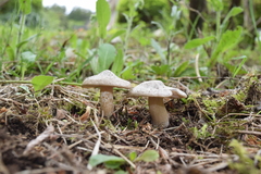 Entoloma sepium