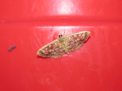 Herpetogramma thestealis