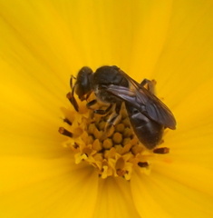 Hemihalictus