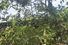 Citrus × latifolia