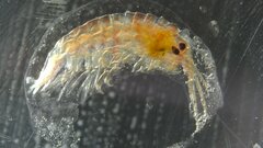 Amphipoda