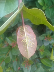 Aphis spiraecola