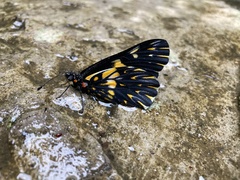 Catasticta teutila