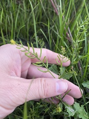 Rorippa