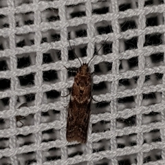 Ephestiopsis oenobarella