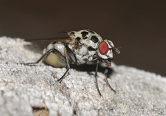 Anthomyia pluvialis