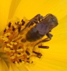 Hemihalictus