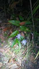 Tripladenia cunninghamii