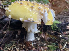 Amanita