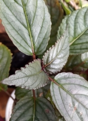 Strobilanthes auriculata